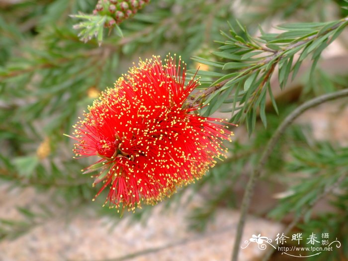 岩生红千层Callistemon pearsonii ‘Rocky rambler’ 岩生红千层Callistemon pearsonii ‘Rocky rambler’
