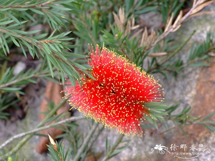 岩生红千层Callistemon pearsonii ‘Rocky rambler’ 岩生红千层Callistemon pearsonii ‘Rocky rambler’