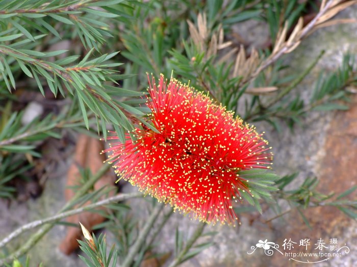 岩生红千层Callistemon pearsonii ‘Rocky rambler’