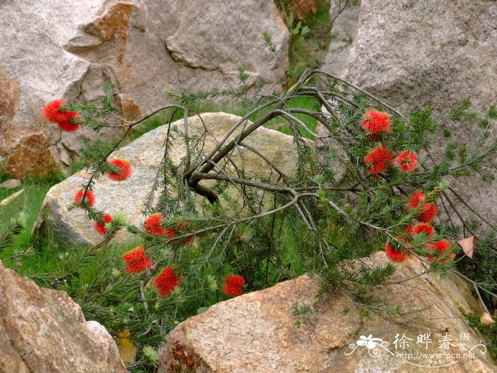 岩生红千层Callistemon pearsonii ‘Rocky rambler’