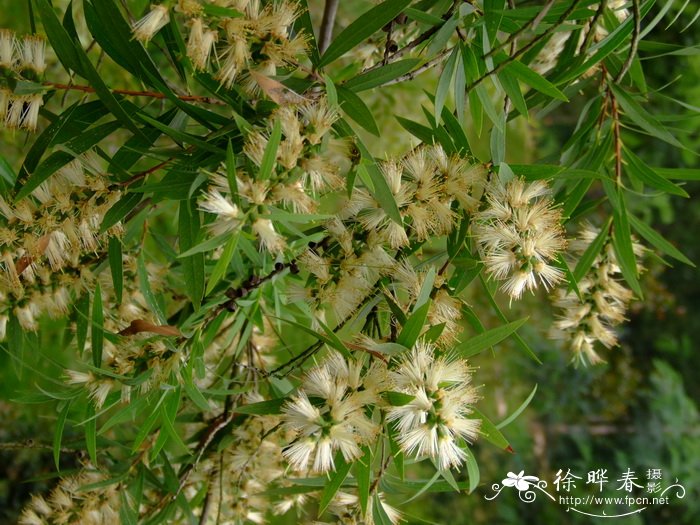 野白红千层Callistemon viminalis ‘Wilderness White’