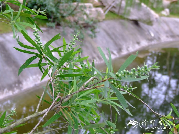 野白红千层Callistemon viminalis ‘Wilderness White’