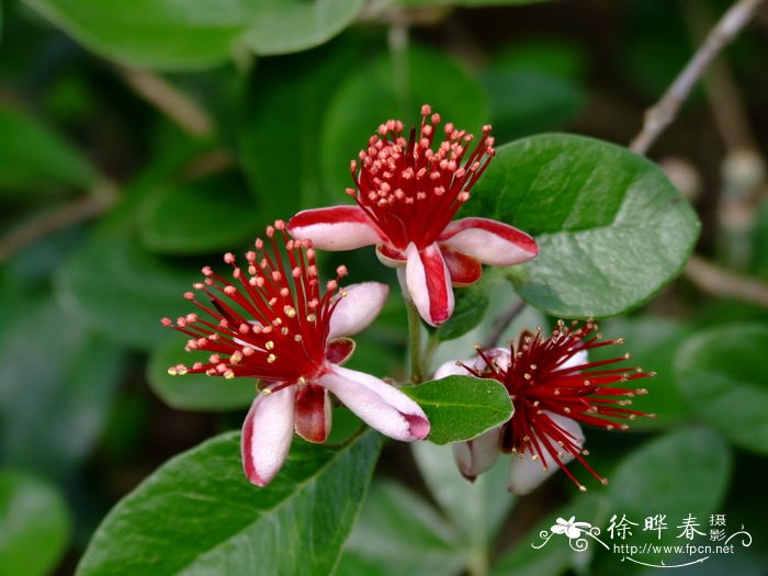 菲律宾番石榴Feijoa sellowiana