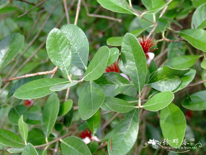 菲律宾番石榴Feijoa sellowiana