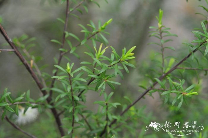 昆士亚鳞子Kunzea graniticola