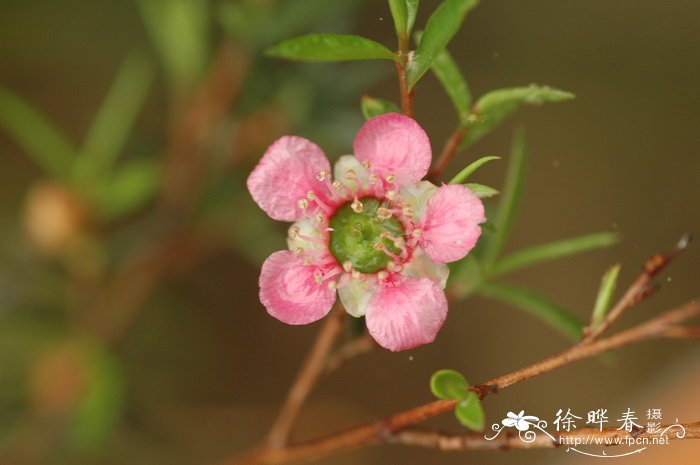 麦瑞达鳞子Leptospermum ‘Merinda’