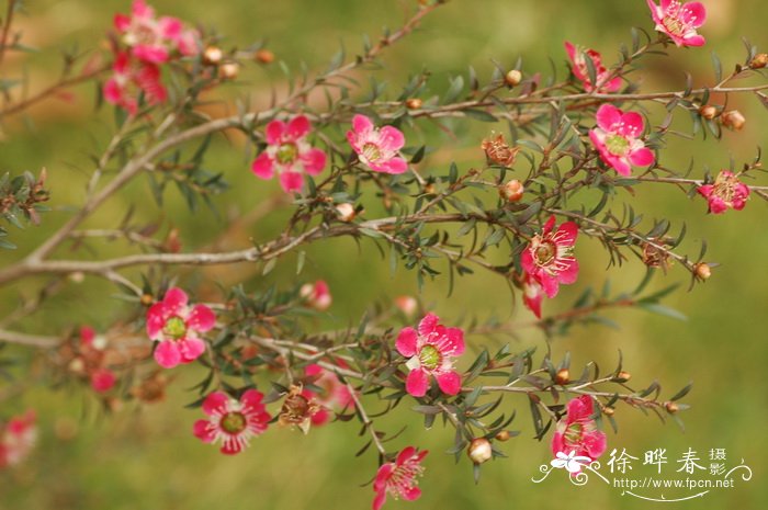 麦瑞达鳞子Leptospermum ‘Merinda’ 麦瑞达鳞子Leptospermum ‘Merinda’
