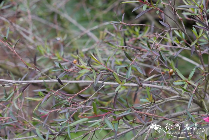 麦瑞达鳞子Leptospermum ‘Merinda’