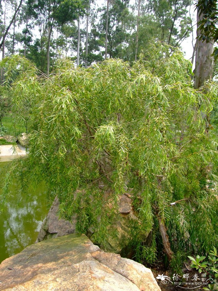 美丽细子木Leptospermum brachyandrum