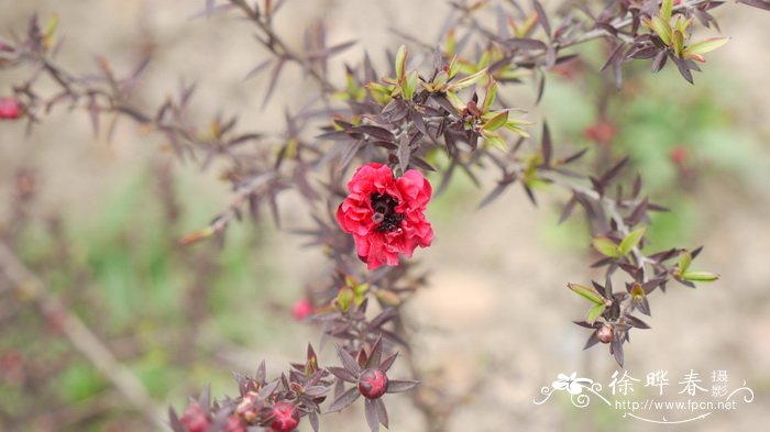 皇后澳洲茶Leptospermum laevigatum ‘Burgundy Queen’ 皇后澳洲茶Leptospermum laevigatum ‘Burgundy Queen’