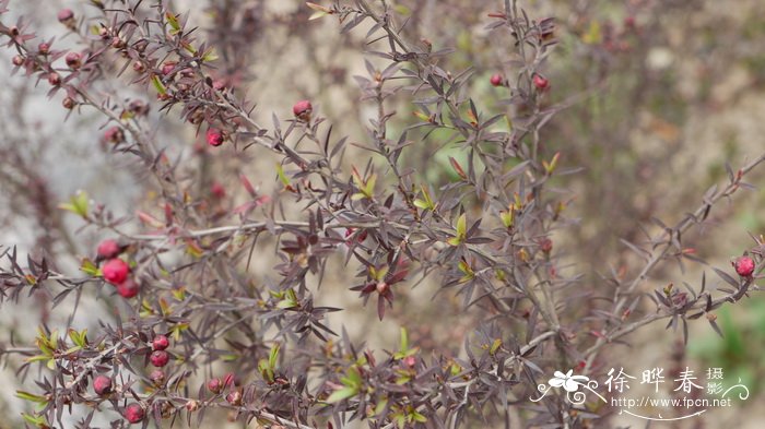 皇后澳洲茶Leptospermum laevigatum ‘Burgundy Queen’