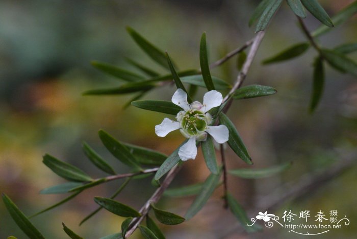 柠檬鳞子Leptospermum petersonii