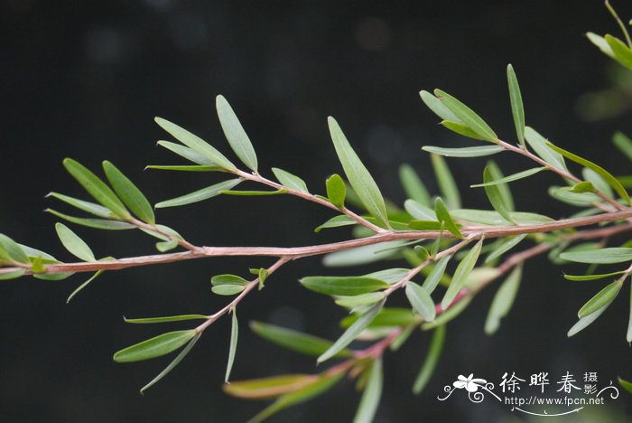 柠檬鳞子Leptospermum petersonii