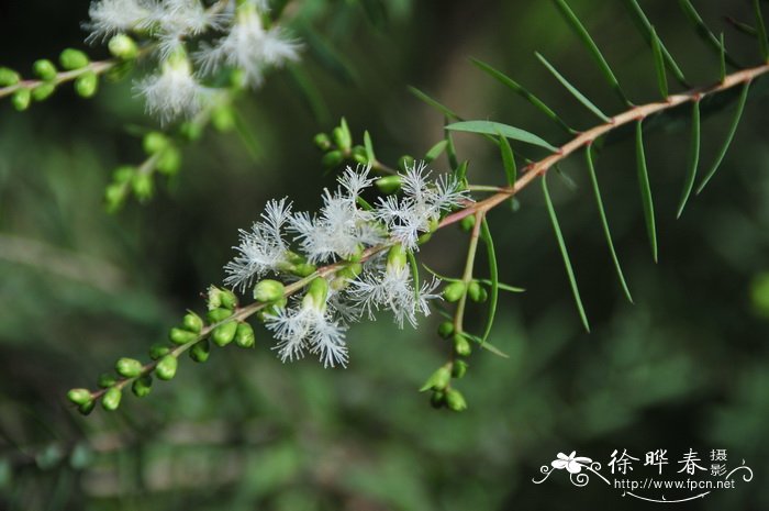 红梢白千层Melaleuca ‘Claret Tops’ 红梢白千层Melaleuca ‘Claret Tops’