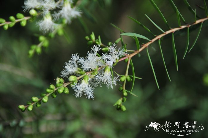 红梢白千层Melaleuca ‘Claret Tops’