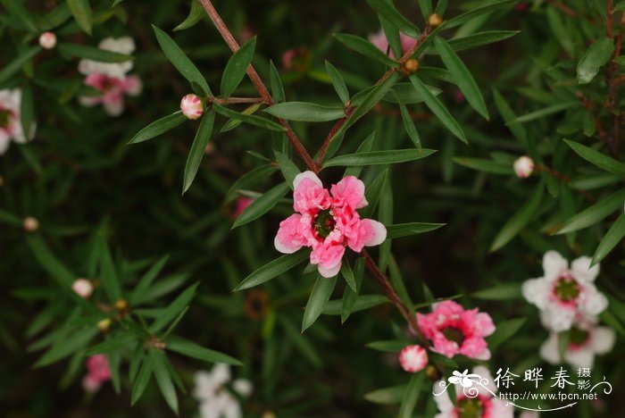 松红梅Leptospermum scoparium 松红梅Leptospermum scoparium