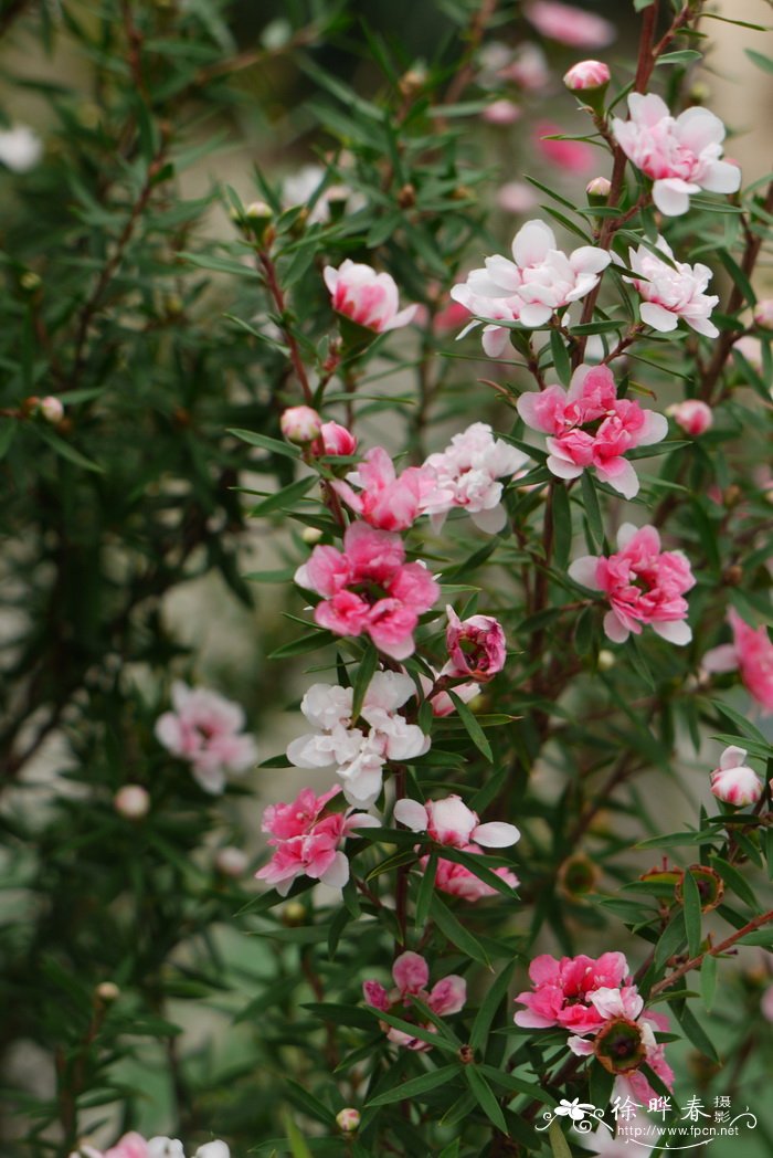 松红梅Leptospermum scoparium 松红梅Leptospermum scoparium