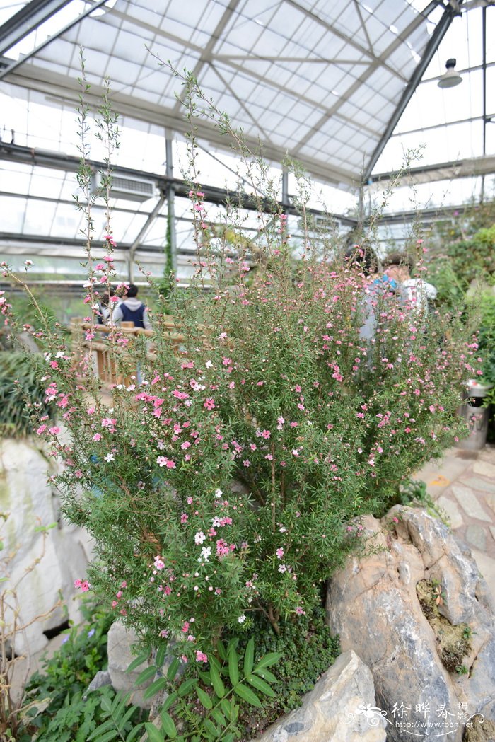 松红梅Leptospermum scoparium