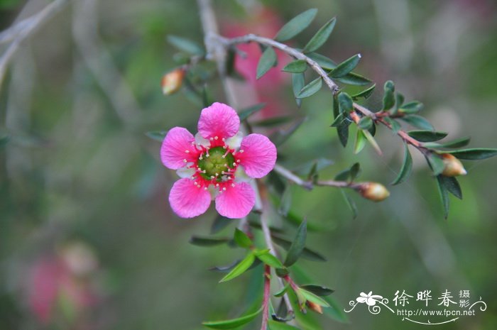 美丽松红梅Leptospermum spectabile 美丽松红梅Leptospermum spectabile