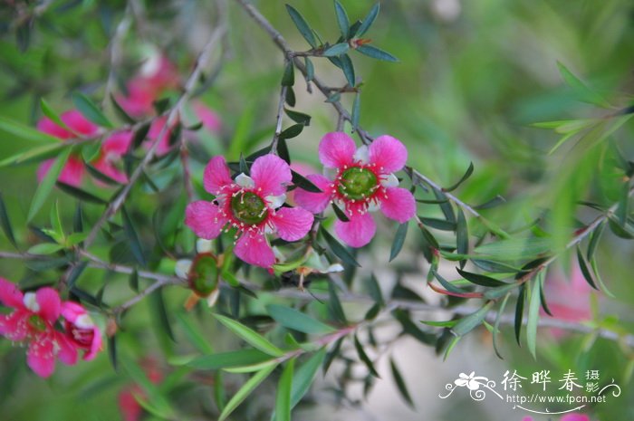 美丽松红梅Leptospermum spectabile