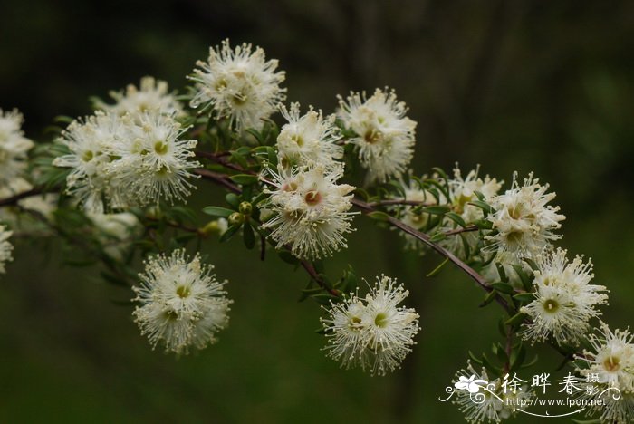 布亚斯鳞子Leptospermum wooroonooran 布亚斯鳞子Leptospermum wooroonooran