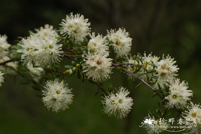 布亚斯鳞子Leptospermum wooroonooran