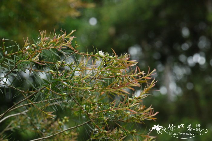 红梢白千层Melaleuca ‘Claret Tops’