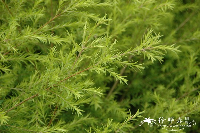 黄金香柳 Melaleuca bracteata