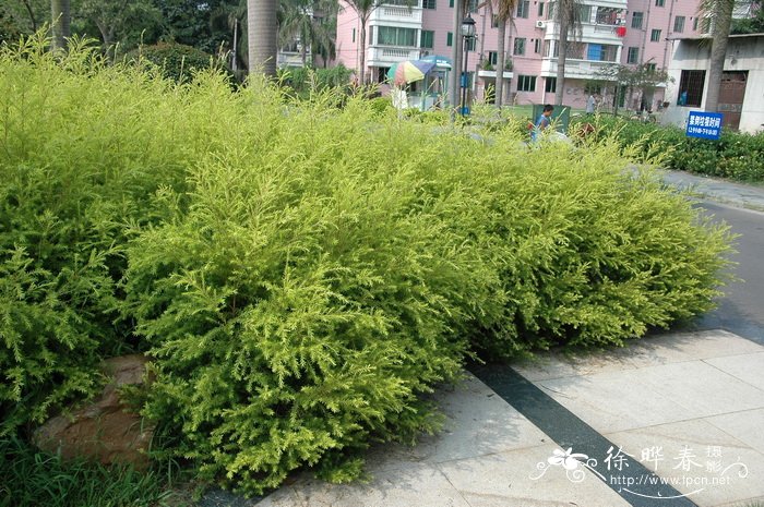 黄金香柳 Melaleuca bracteata 黄金香柳 Melaleuca bracteata