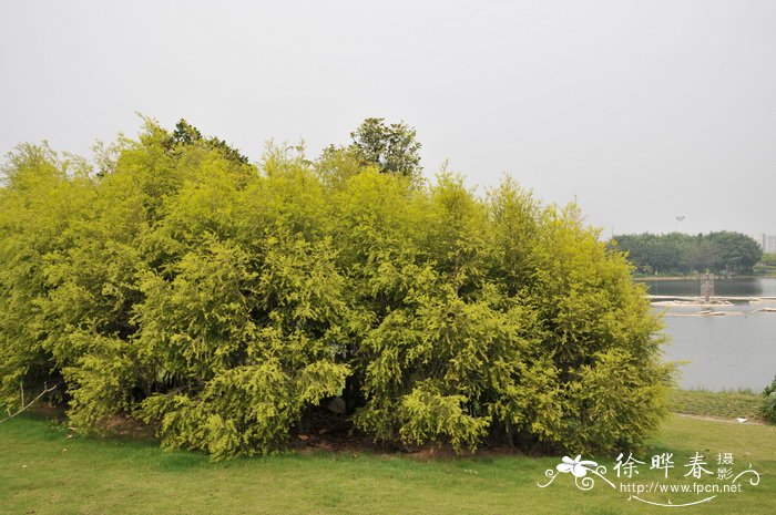 黄金香柳 Melaleuca bracteata
