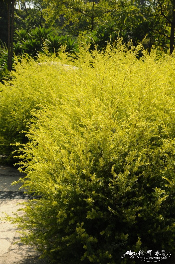 黄金香柳 Melaleuca bracteata