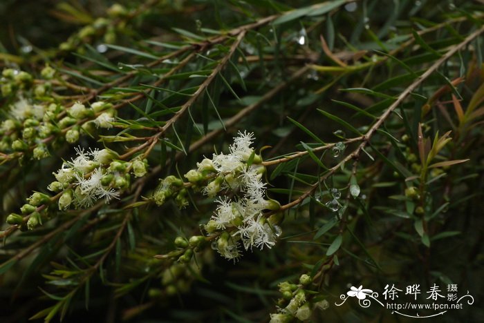 狭叶白千层Melaleuca linariifolia 狭叶白千层Melaleuca linariifolia