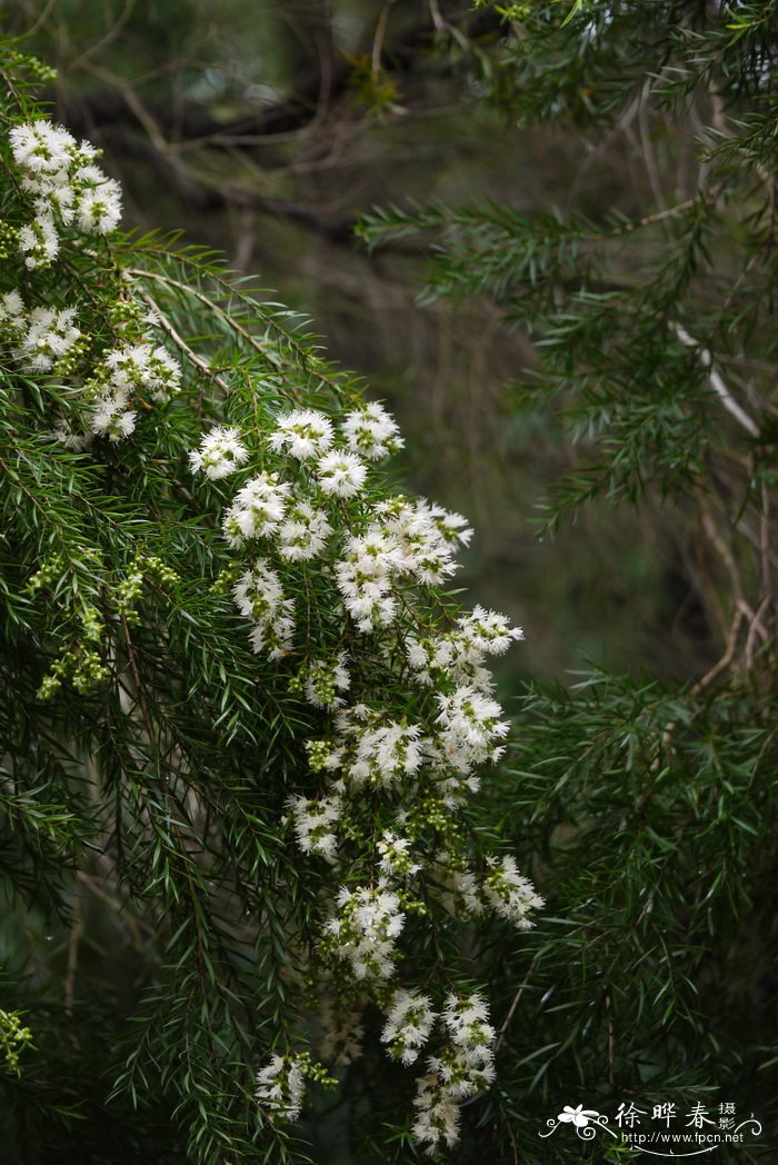 狭叶白千层Melaleuca linariifolia 狭叶白千层Melaleuca linariifolia