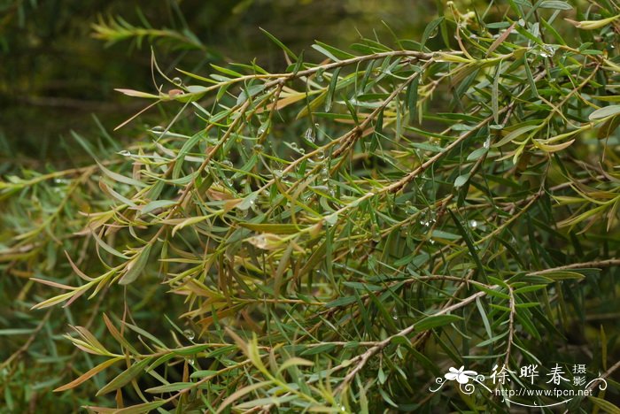 狭叶白千层Melaleuca linariifolia