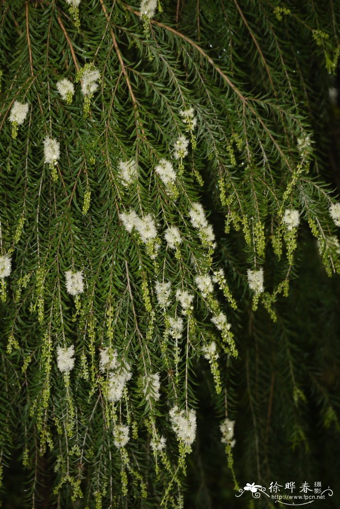 细花白千层 Melaleuca parviflora