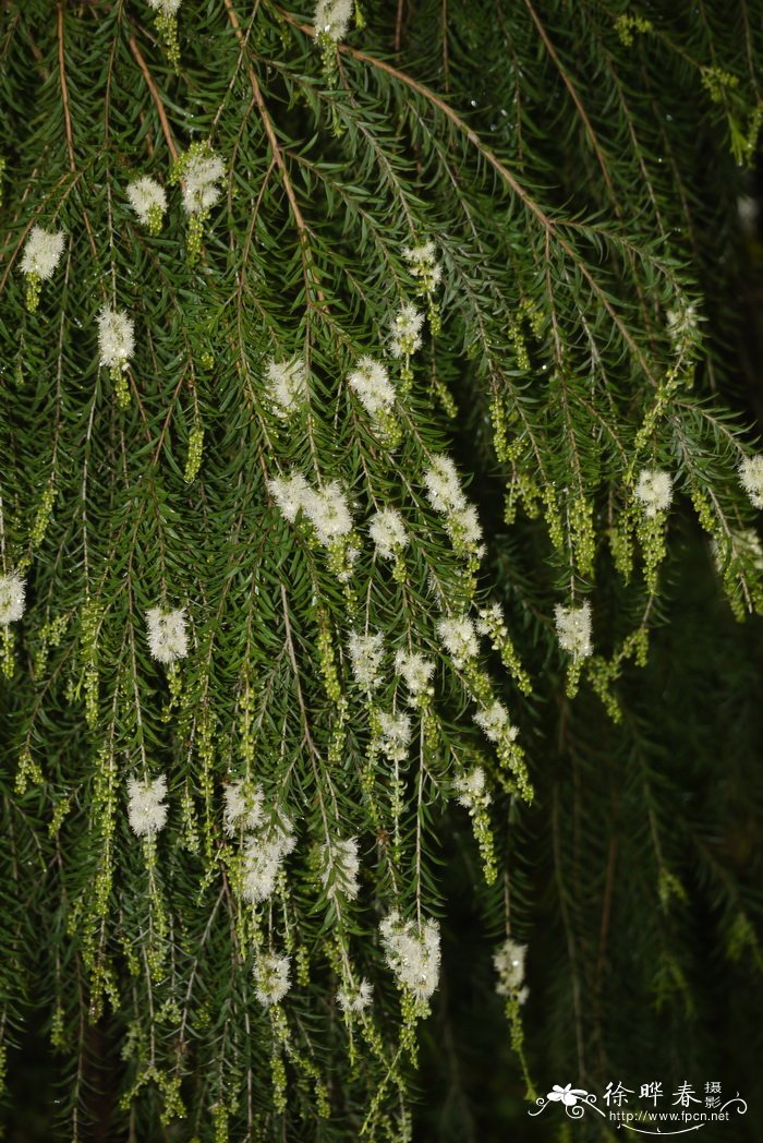 细花白千层 Melaleuca parviflora 细花白千层 Melaleuca parviflora