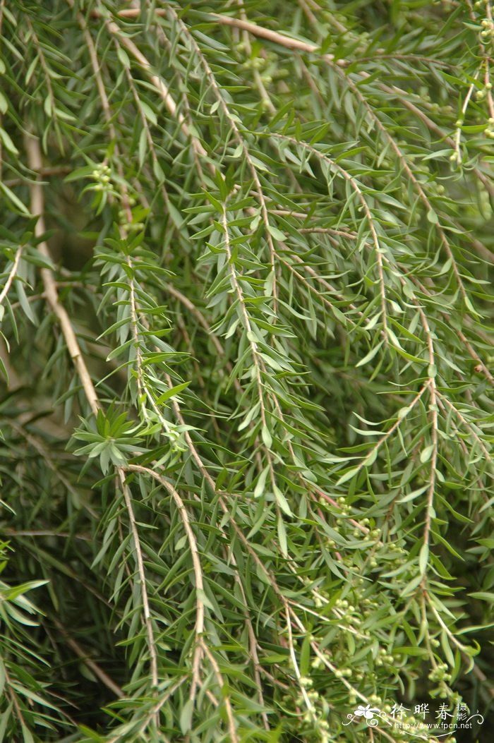 细花白千层 Melaleuca parviflora 细花白千层 Melaleuca parviflora