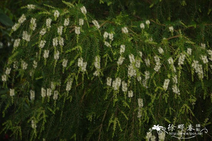 细花白千层 Melaleuca parviflora