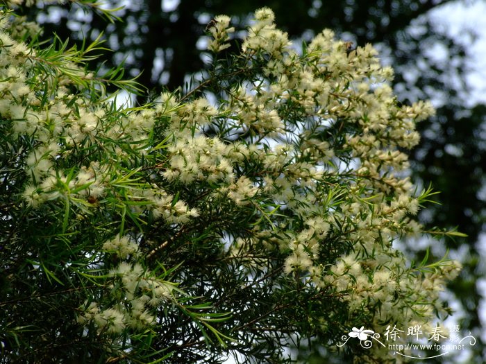 翡济红千层Metrosideros ‘Fiji Fire’ 翡济红千层Metrosideros ‘Fiji Fire’