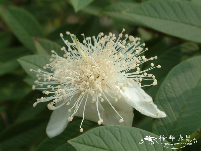 香番石榴Psidium guajava ‘Odorata’ 香番石榴Psidium guajava ‘Odorata’
