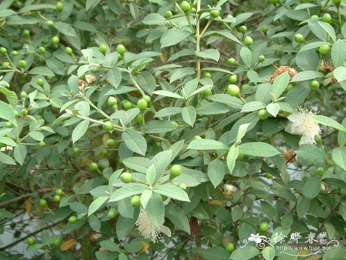 香番石榴Psidium guajava ‘Odorata’ 香番石榴Psidium guajava ‘Odorata’