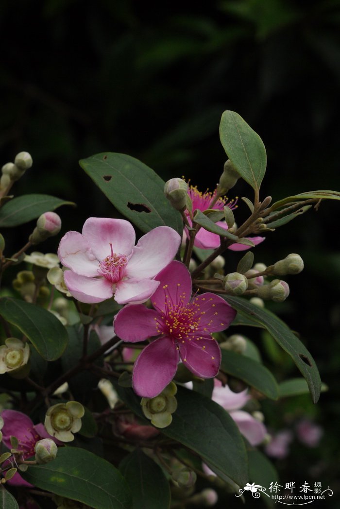 桃金娘 Rhodomyrtus tomentosa