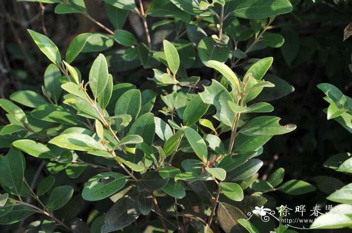 桃金娘 Rhodomyrtus tomentosa