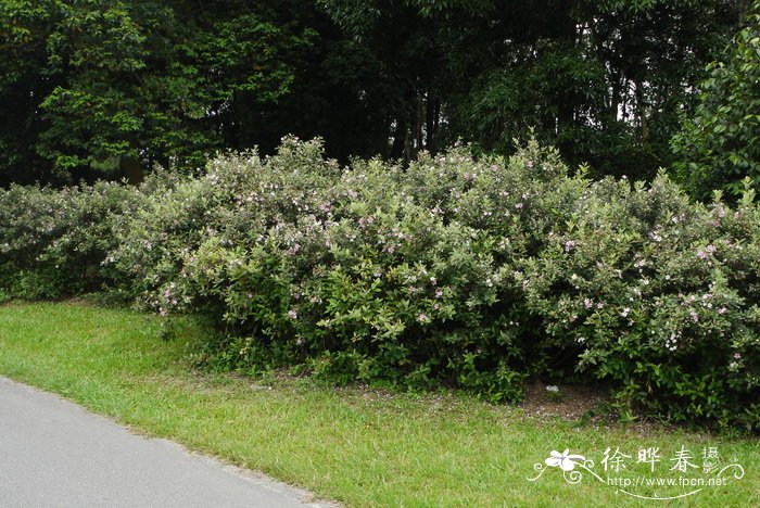 桃金娘 Rhodomyrtus tomentosa