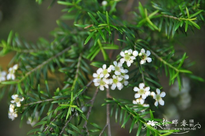 高岗松 Sannantha virgata 高岗松 Sannantha virgata