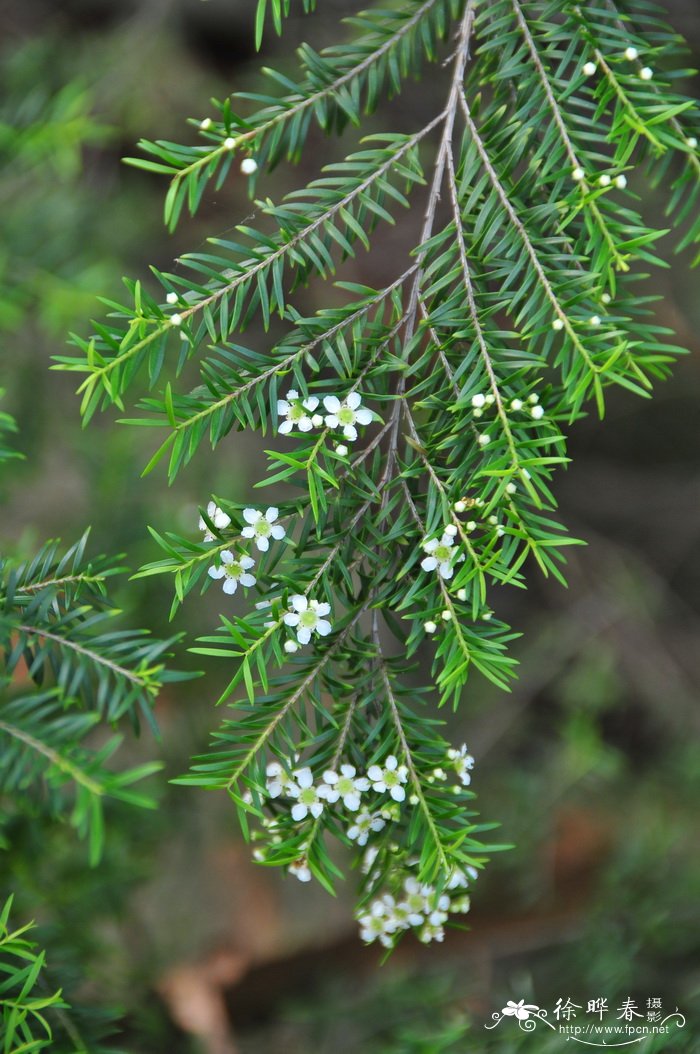 高岗松 Sannantha virgata