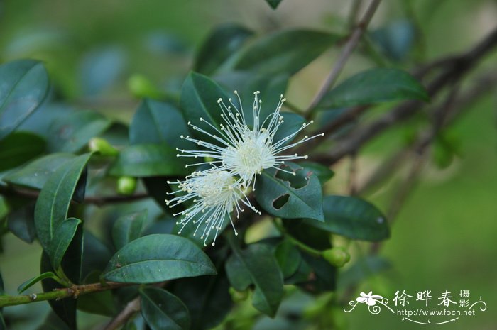澳洲蒲桃Syzygium australe 澳洲蒲桃Syzygium australe
