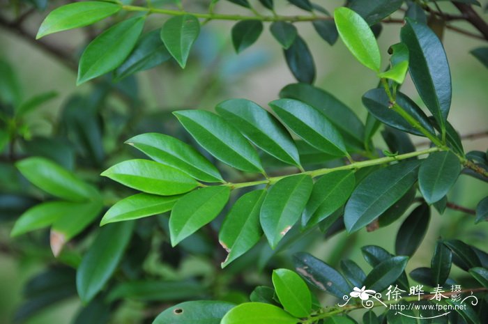 澳洲蒲桃Syzygium australe 澳洲蒲桃Syzygium australe