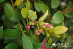 黑嘴蒲桃Syzygium bullockii