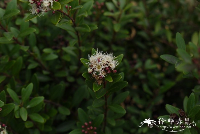 赤楠Syzygium buxifolium 赤楠Syzygium buxifolium
